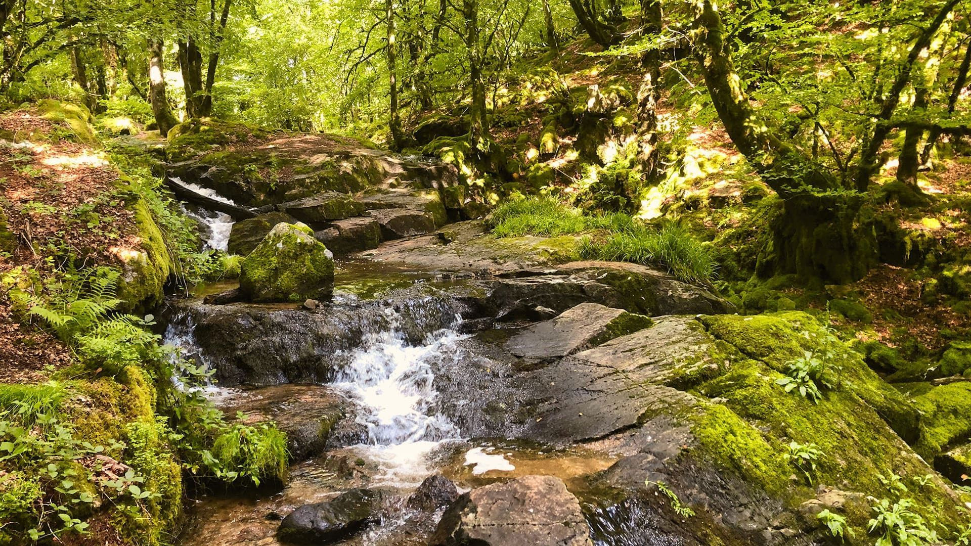 Ruisseau d'Aitone en forêt près d'Evisa - Corse - France