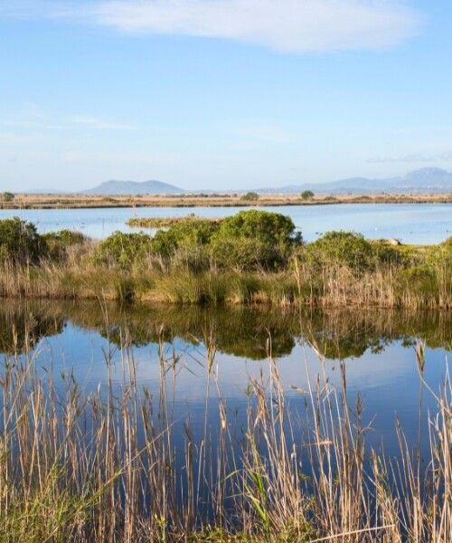 Marais d'Alcúdia - Majorque - Espagne
