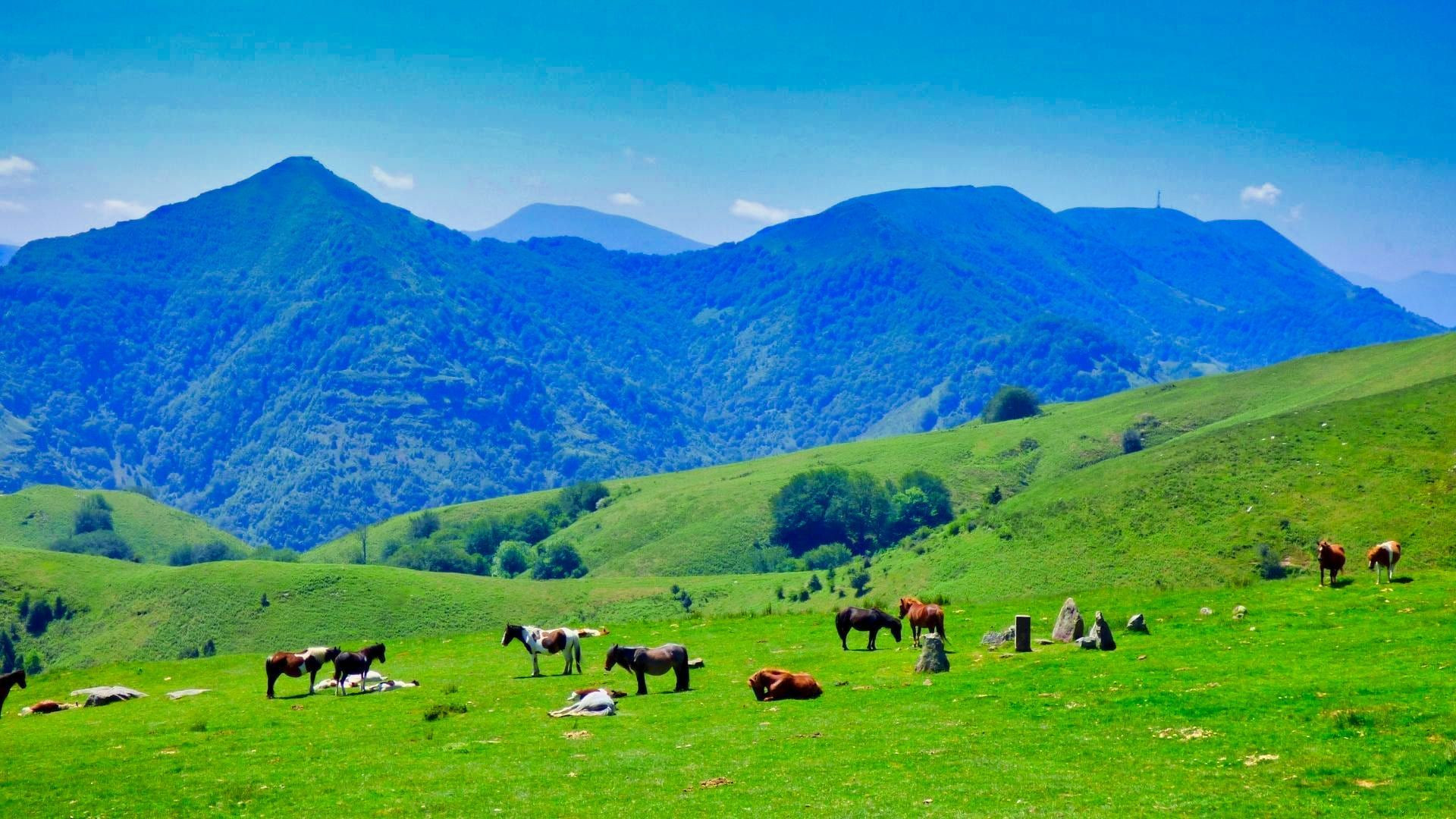 Chevaux en pâturage face aux montagnes - Col de l'Allimas - Vercors - France