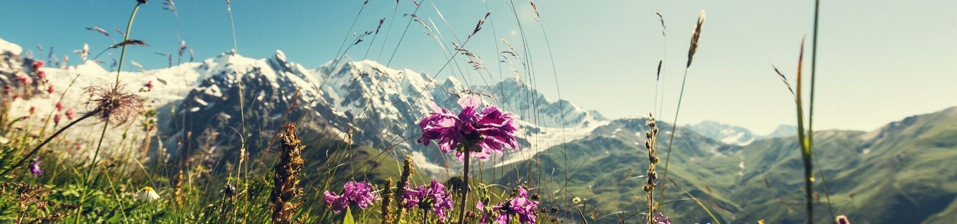 Fleurs alpines et sommets enneigés - Alpes