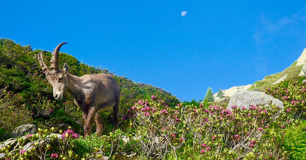 The best wildlife that is possible to see on our hikes in Europe | Grand Angle Tours
