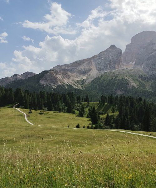 Prairie alpine au pied des cimes des Dolomites - Italie