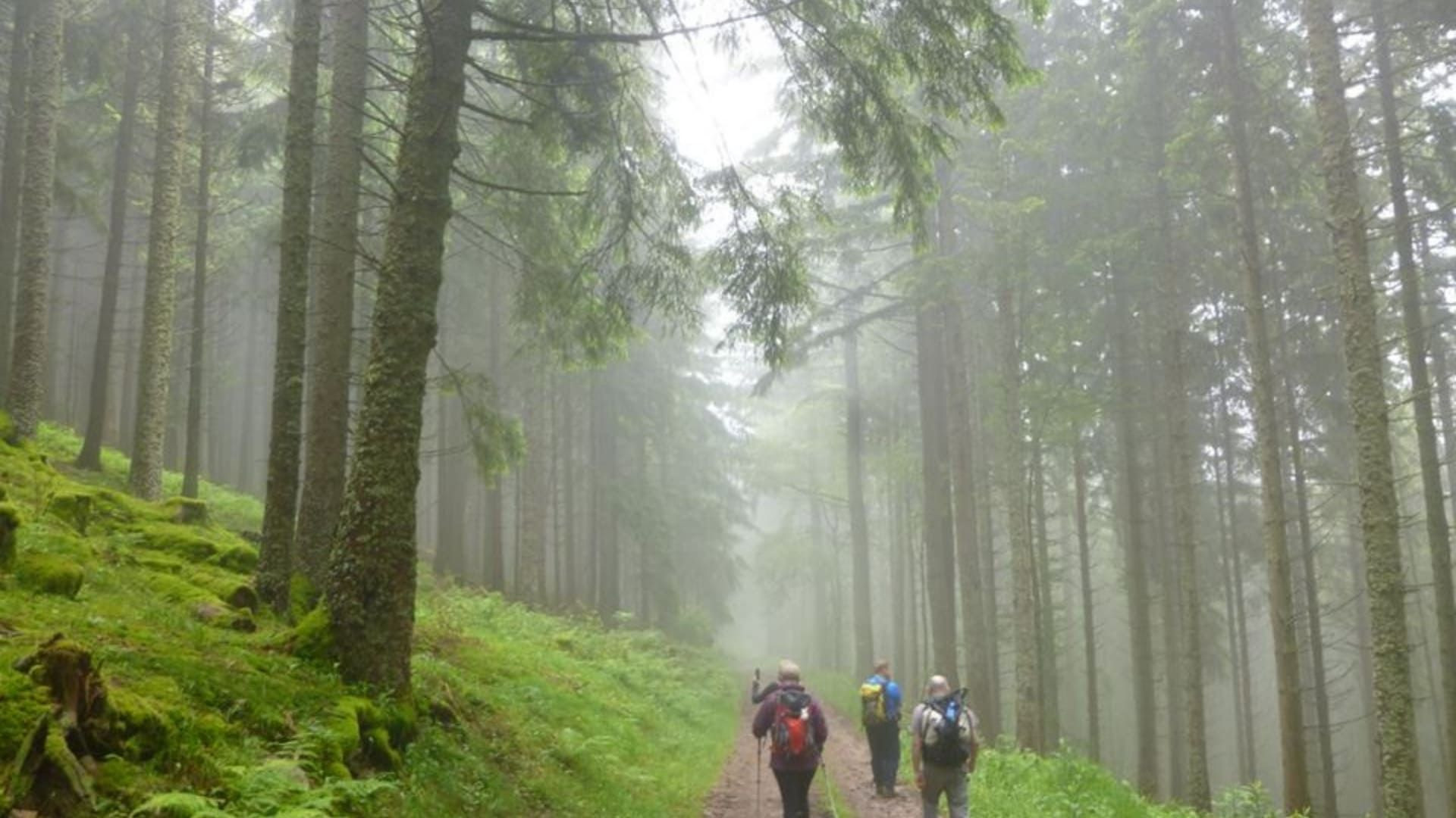 Randonneurs dans une forêt brumeuse de sapins - Gorges du Tarn - France