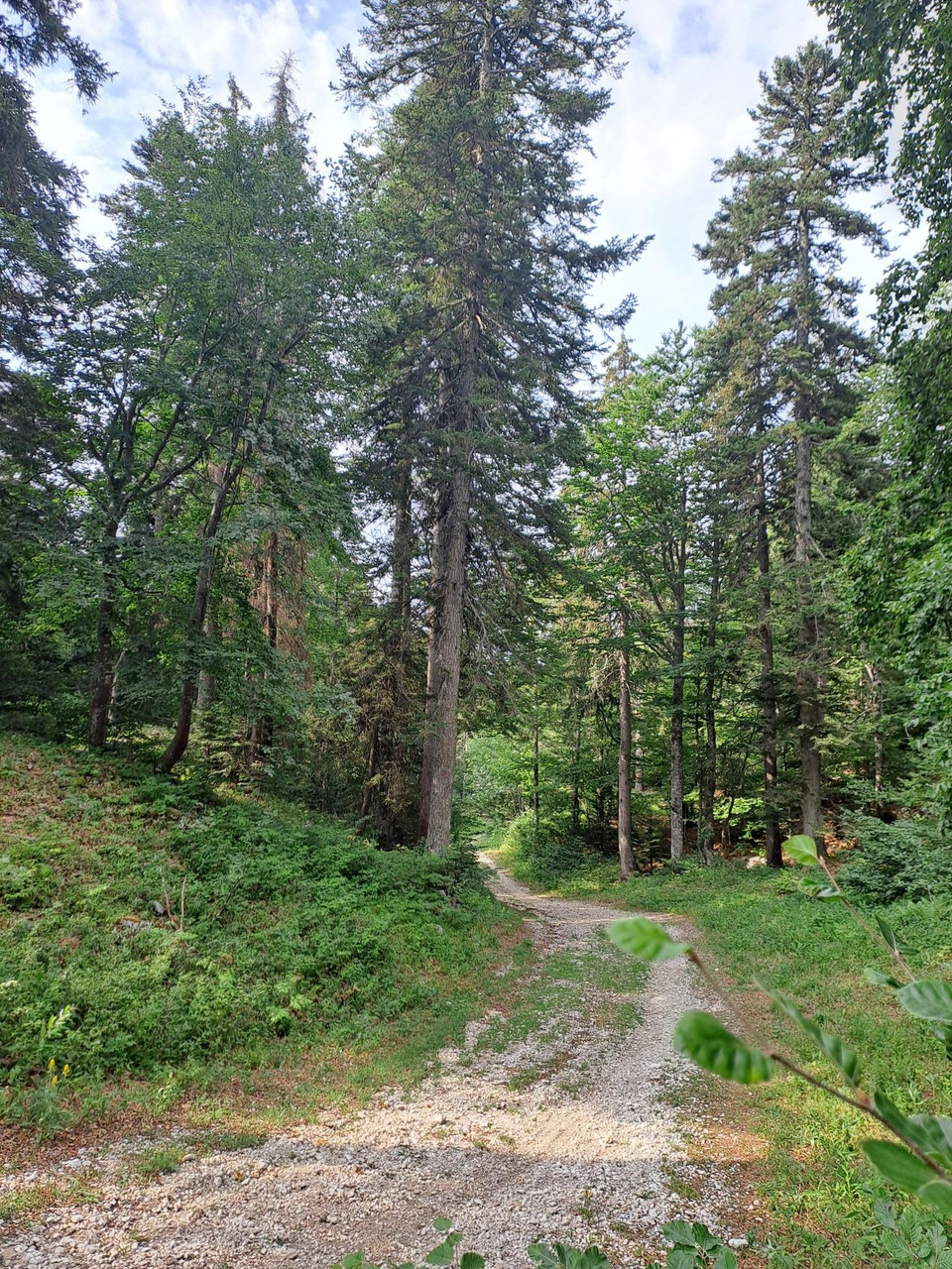 Parc Naturel du Vercors Du patrimoine naturel au patrimoine gastronomique - Photo partagée par Armel