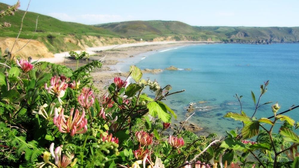 Chèvrefeuille en fleurs au-dessus de la baie d'Écalgrain - Cotentin - Normandie