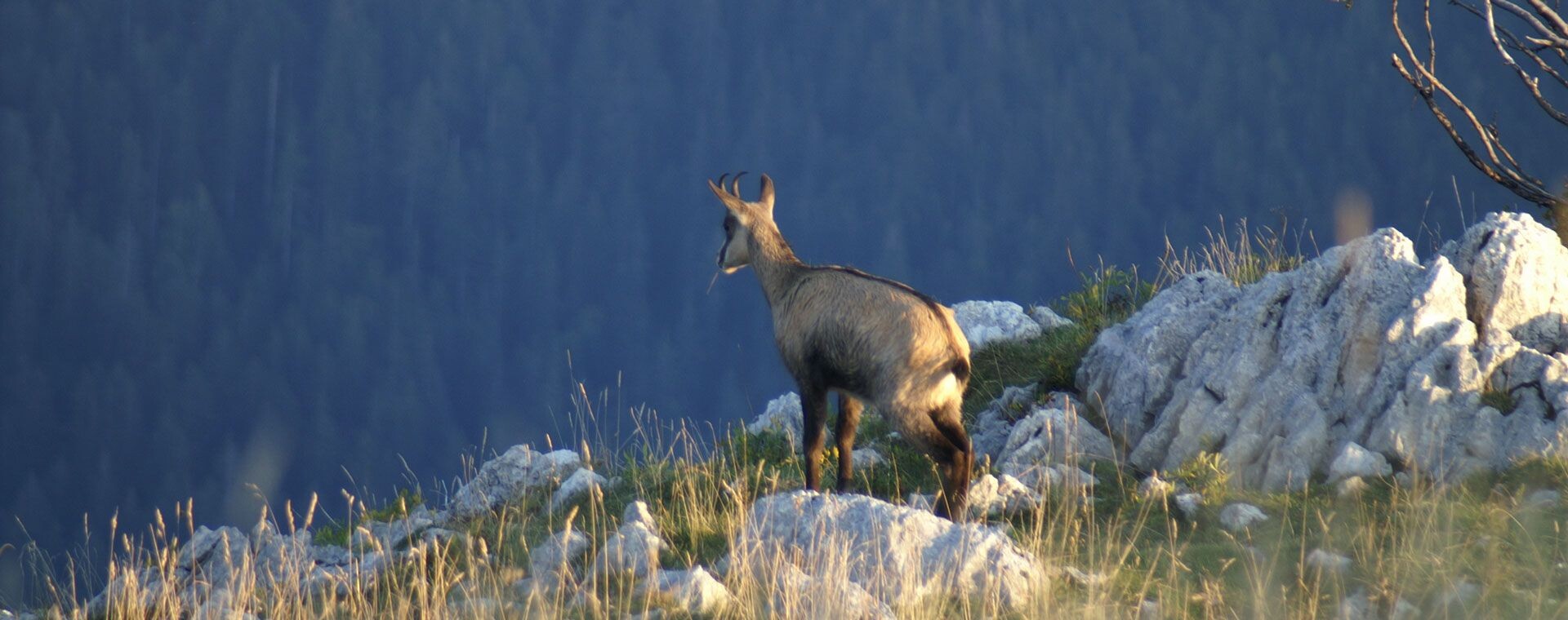 Chamois sur les crêtes rocheuses - Chartreuse - France
