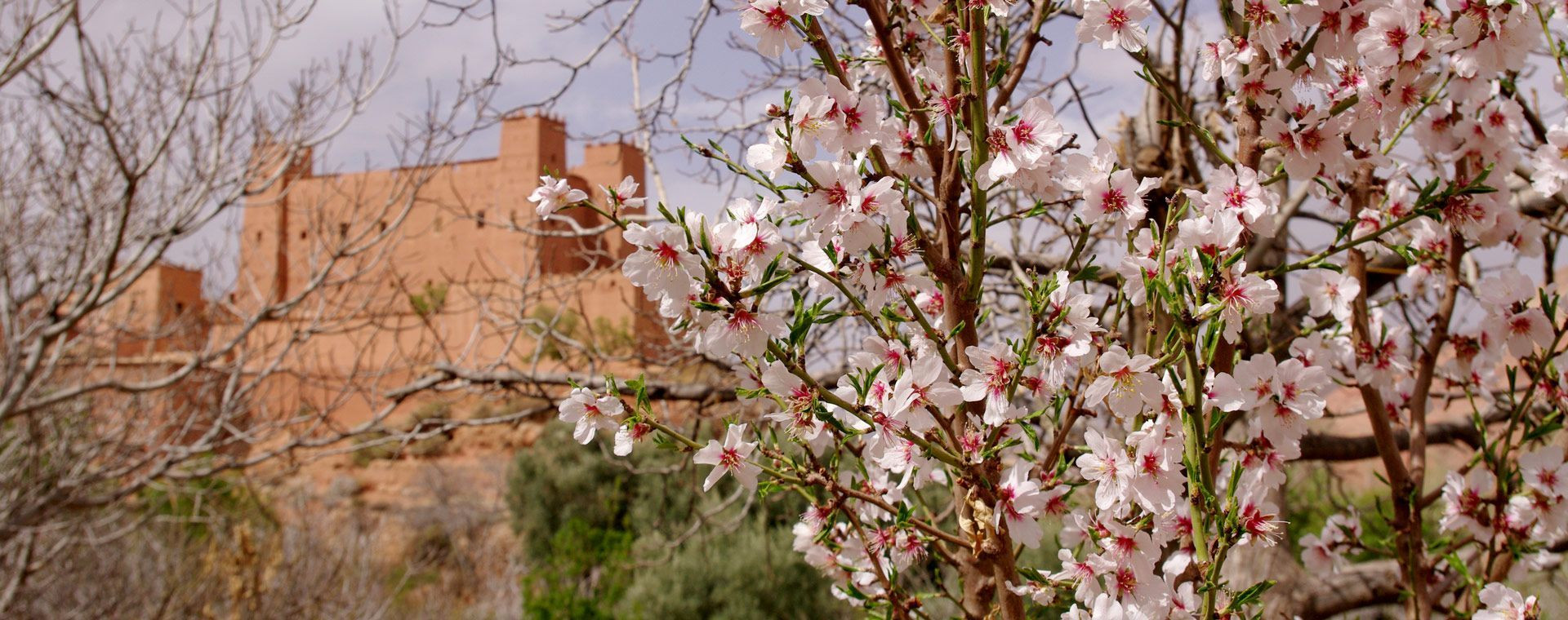 Amandier en fleurs devant une kasbah - Vallée des Roses - Maroc