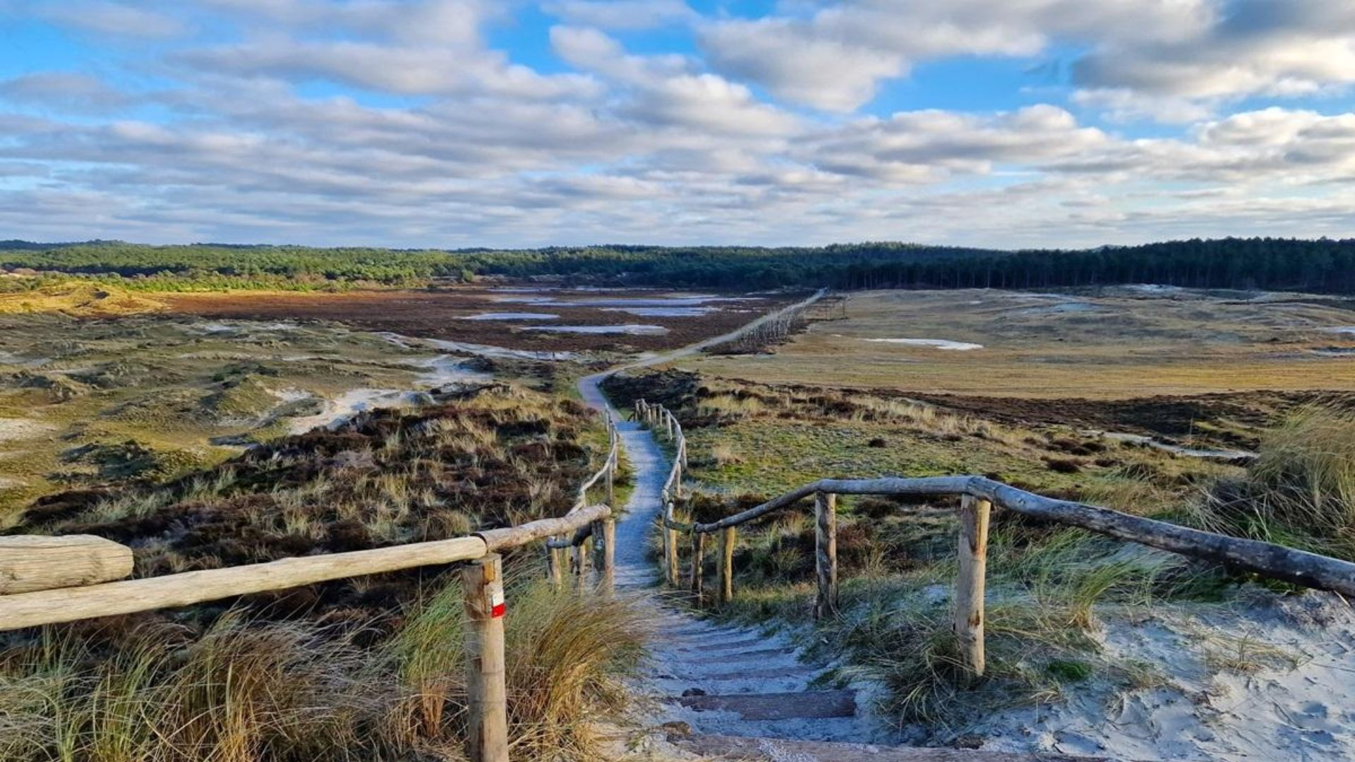 Boardwalk through the Schoorl dunes - North Holland - Netherlands