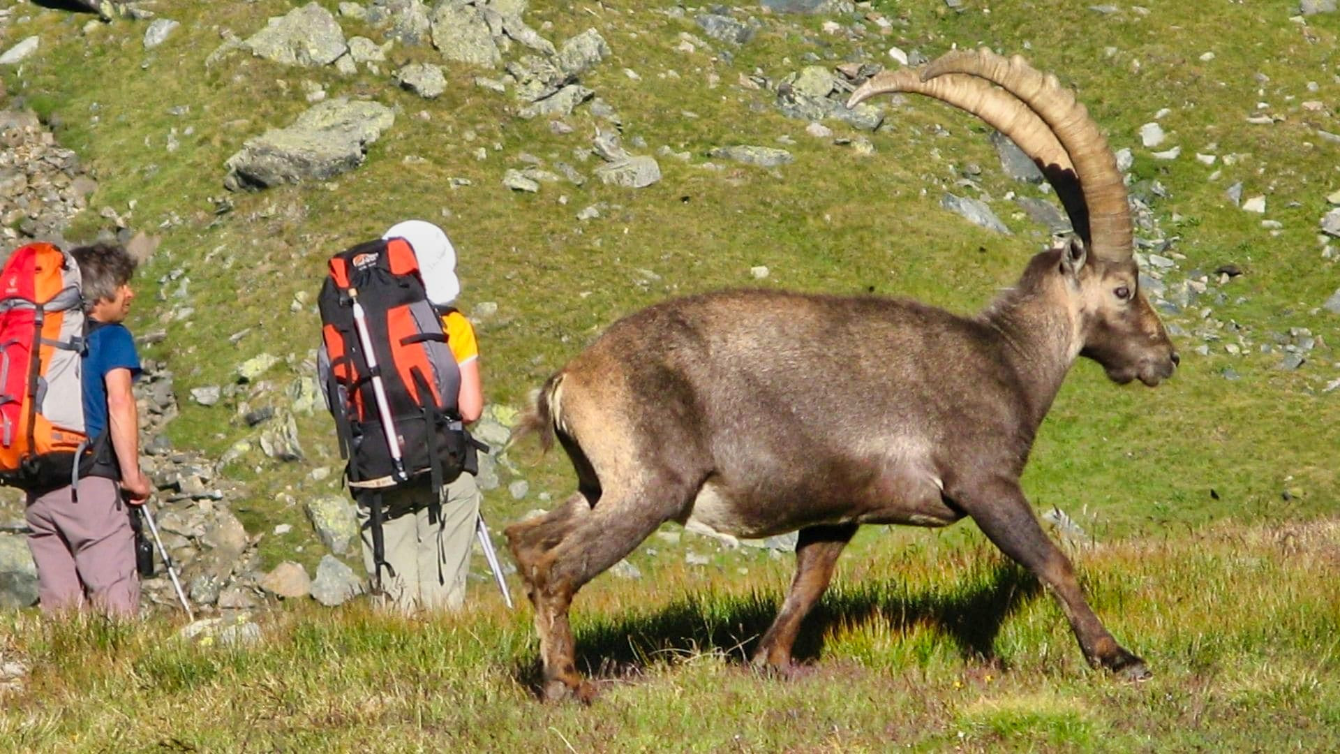 Bouquetin des Alpes et randonneurs - Parc national du Grand Paradis - Alpes, Italie