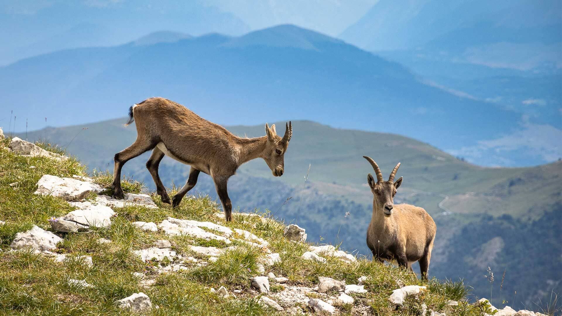 Bouquetins des Alpes sur un versant herbeux - Vercors, France