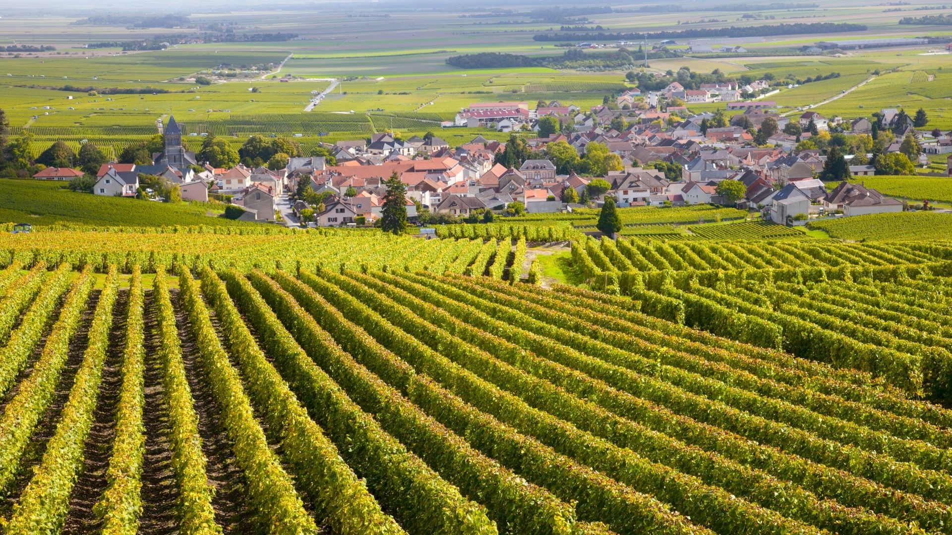 Burgundy vineyards along the Route des Grands Crus