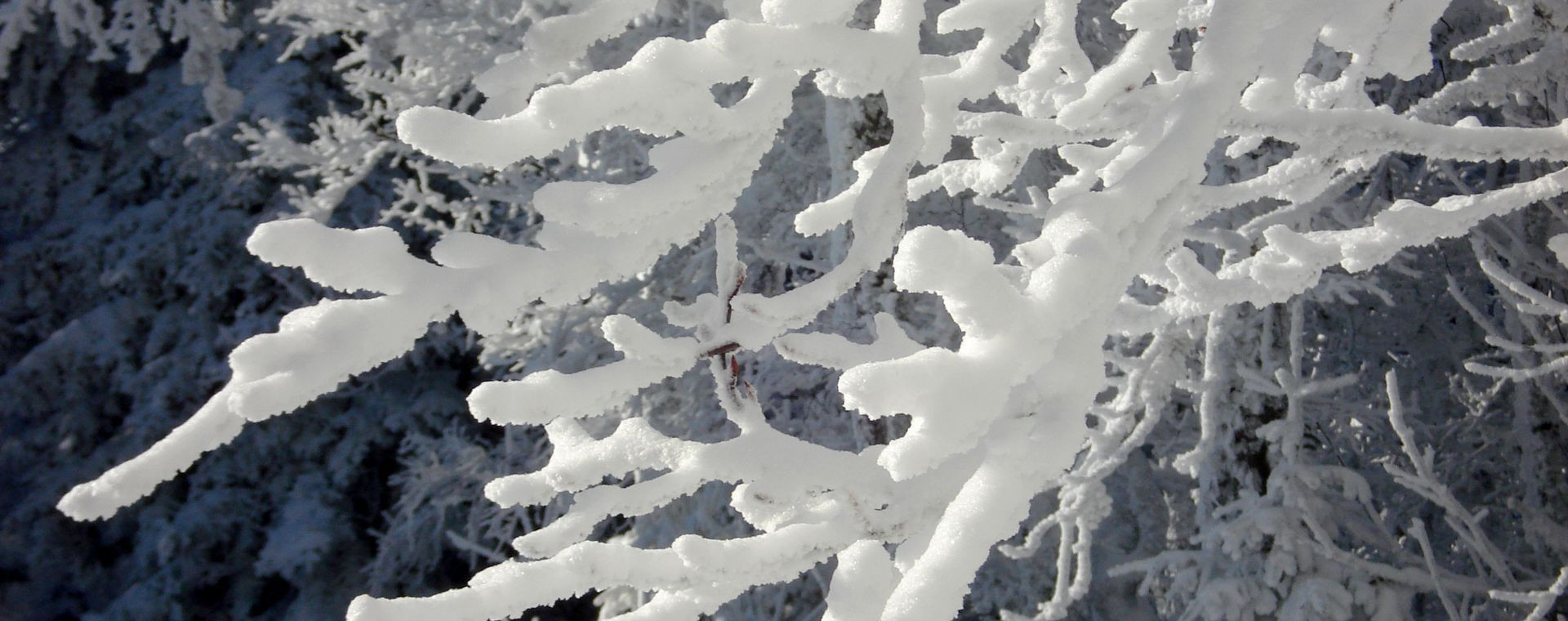 Branches d'arbres couvertes de givre - Chartreuse - France