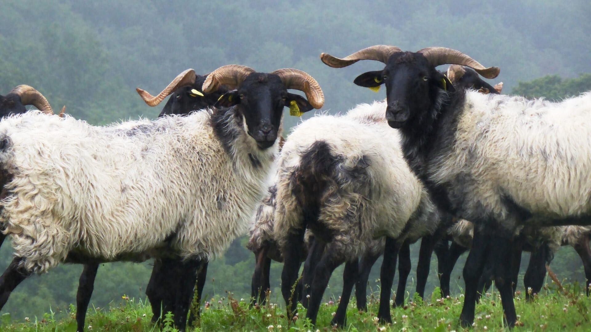 Troupeau de brebis manech à cornes - Pays basque - France