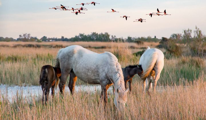 Chevaux blancs et flamants roses dans les marais - Camargue - France