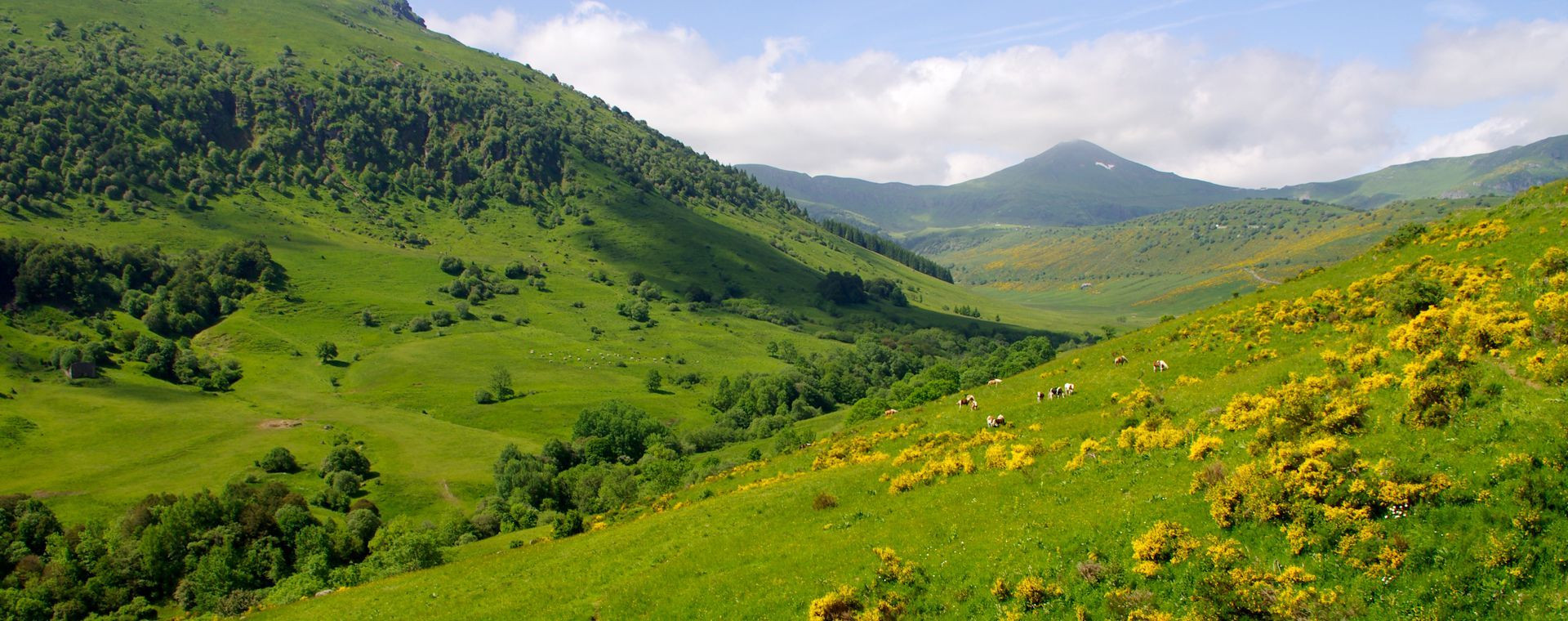 Vallée verdoyante et genêts en fleurs en montagne - France