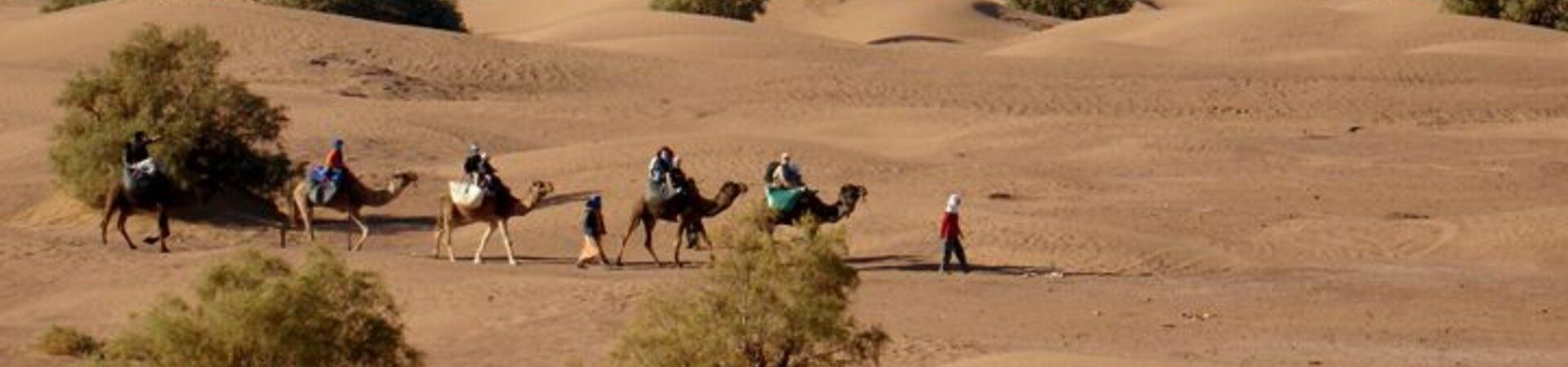 Caravane de dromadaires traversant les dunes - Désert du Sahara - Maroc
