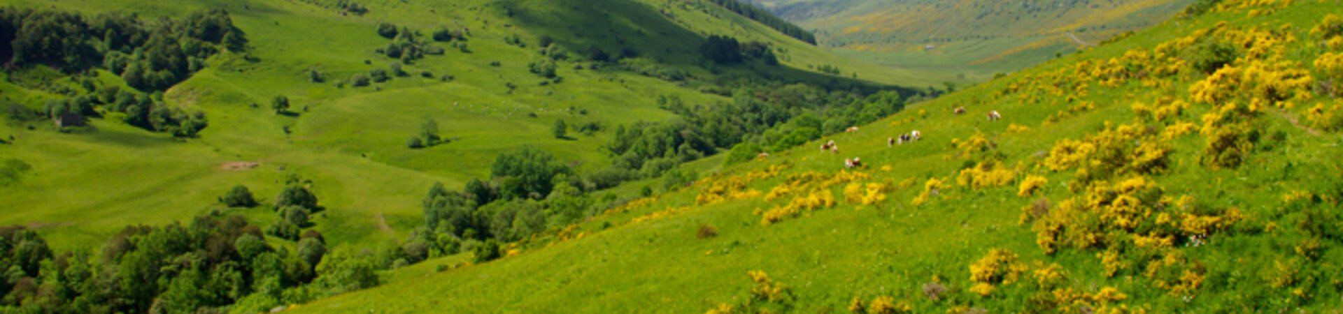 Vallée verdoyante et chevaux au pâturage - Occitanie - France
