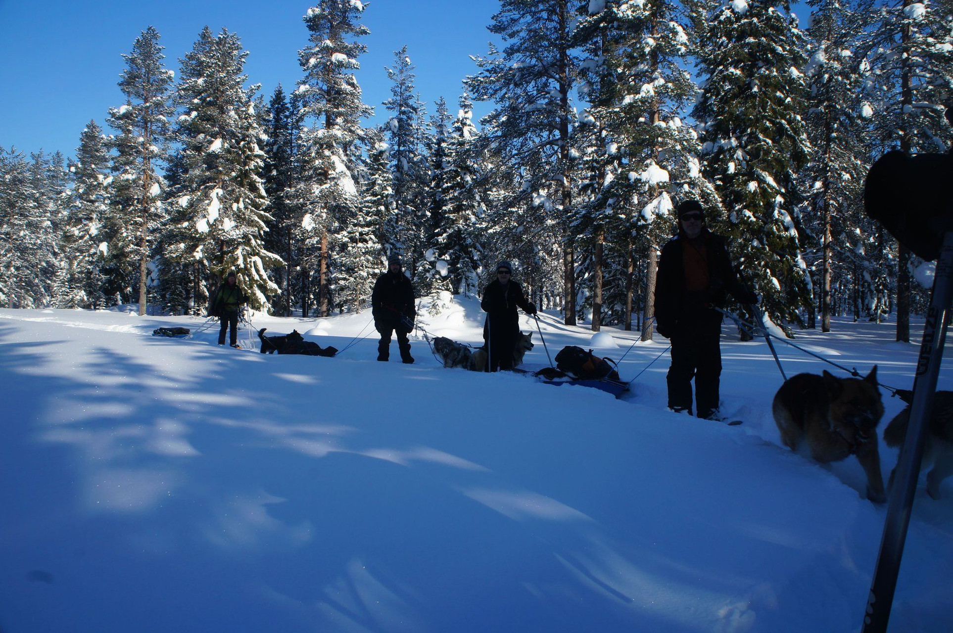 Cani Rando - Finlande