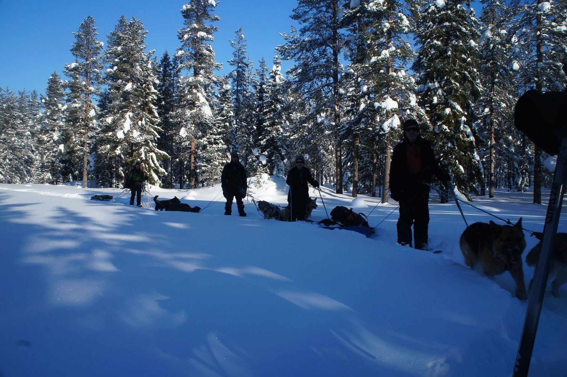 Cani-rando avec chiens de traîneau en forêt enneigée - Laponie - Finlande
