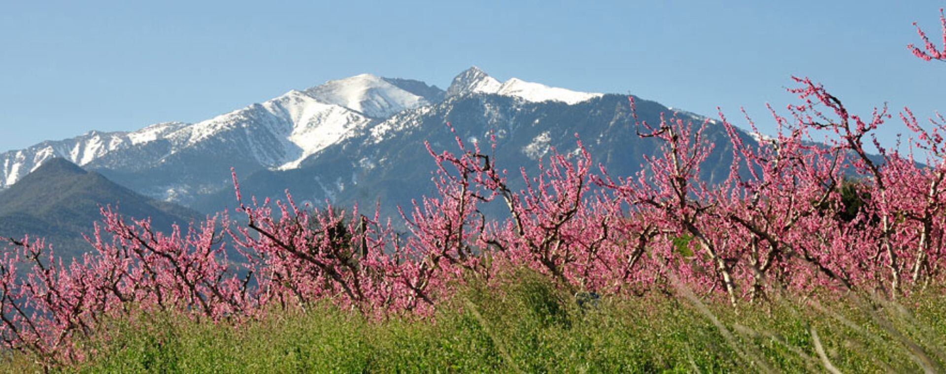 Vergers de pêchers en fleurs au pied du Canigou - Pyrénées-Orientales - France