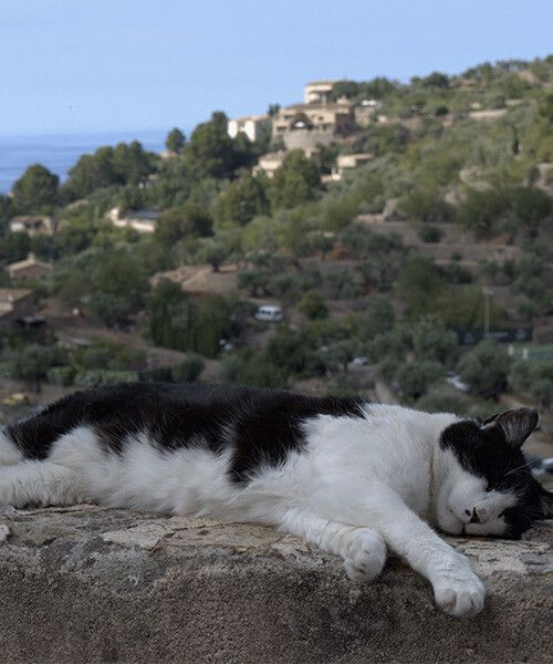 Chat endormi sur un muret au-dessus d'un village méditerranéen