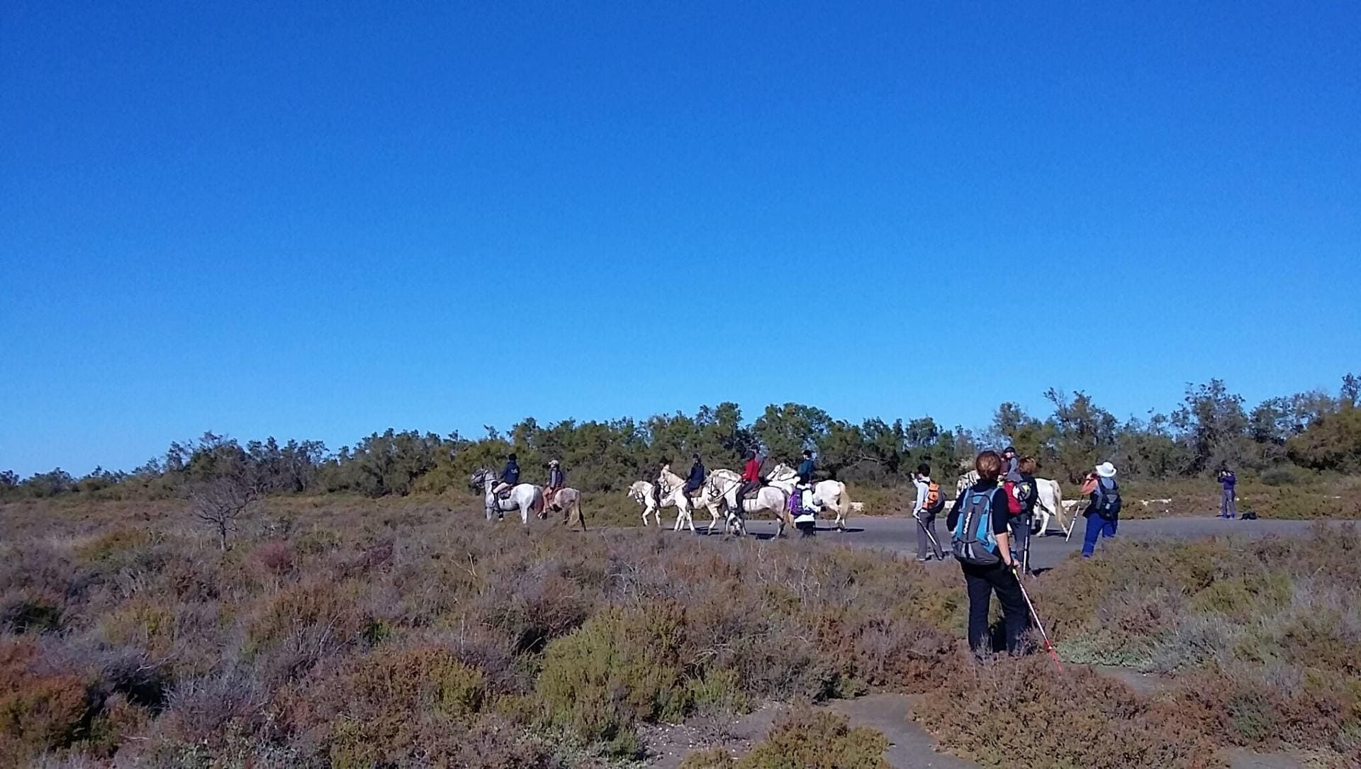 Cavalcade de chevaux et randonneurs dans la garrigue - Camargue - France