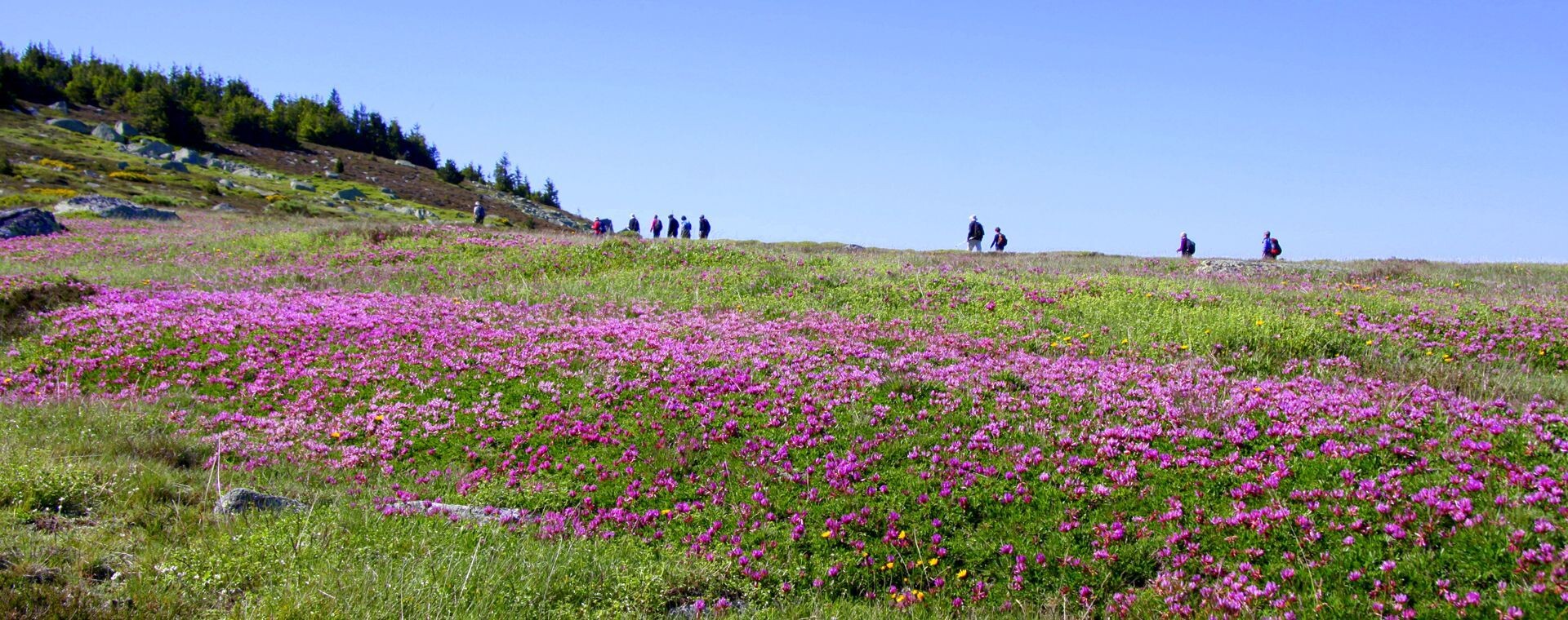 Randonneurs dans une prairie fleurie de fleurs roses - Cévennes - France