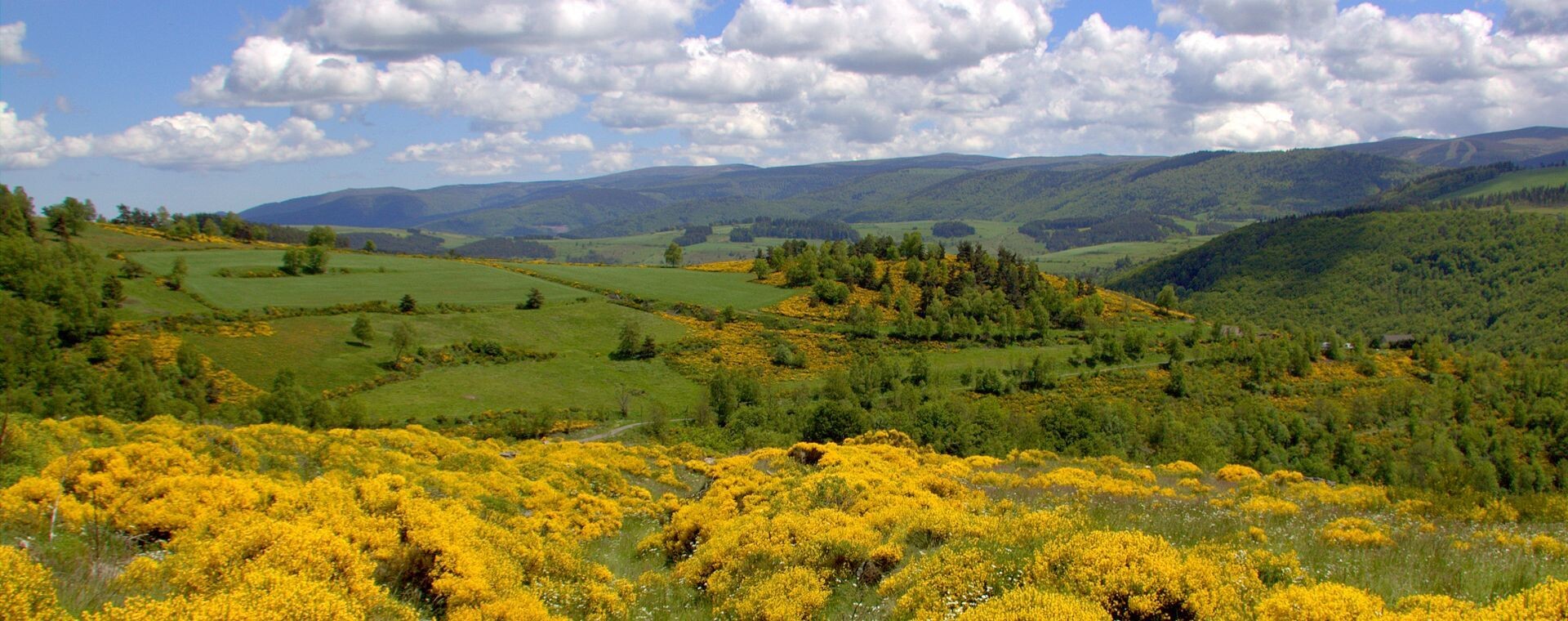 Collines fleuries de genêts en été - Cévennes - France