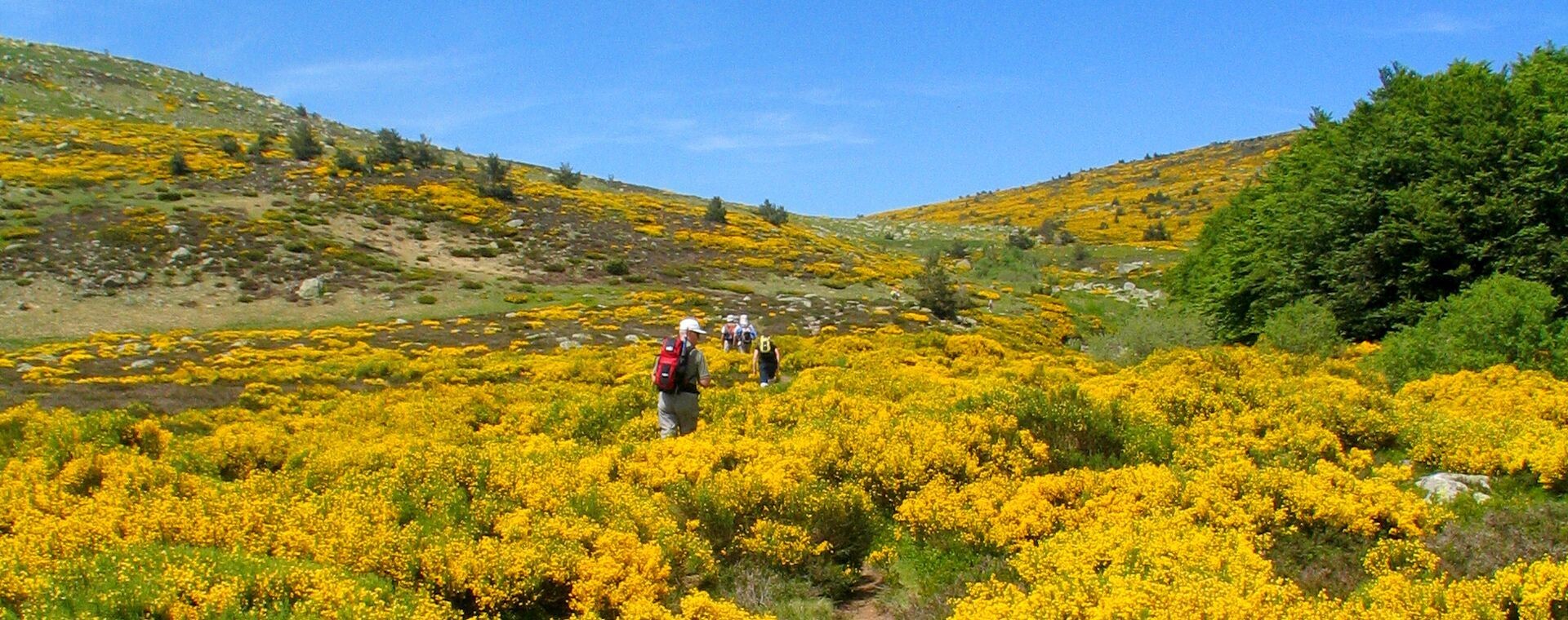 Randonneurs parmi les genêts en fleurs - Cévennes - France