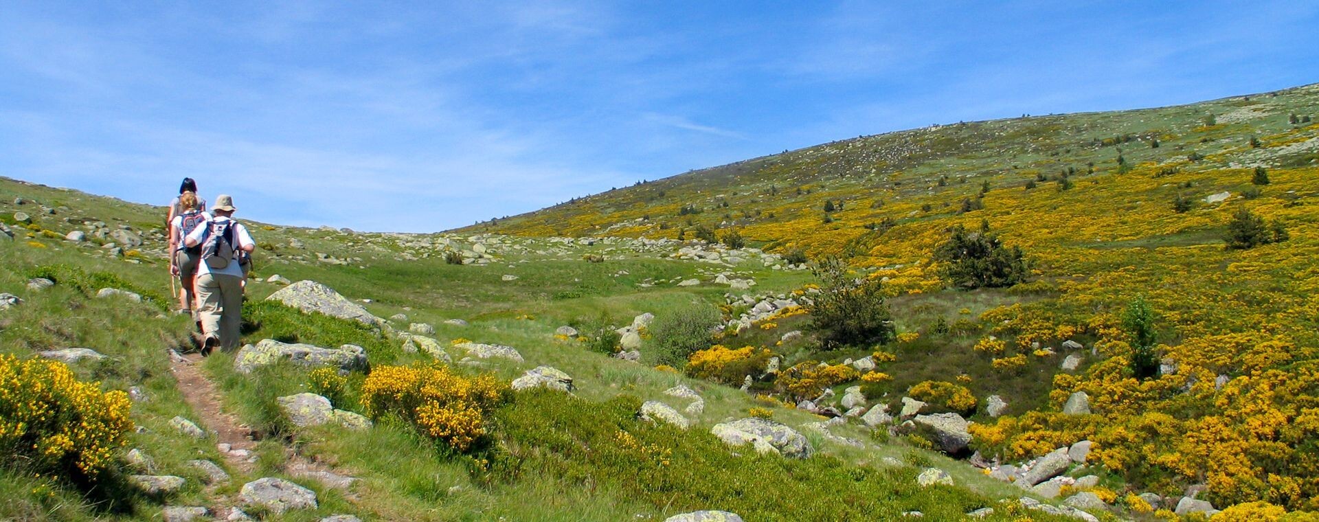 Randonneurs sur un sentier fleuri de genêts - Cévennes - France