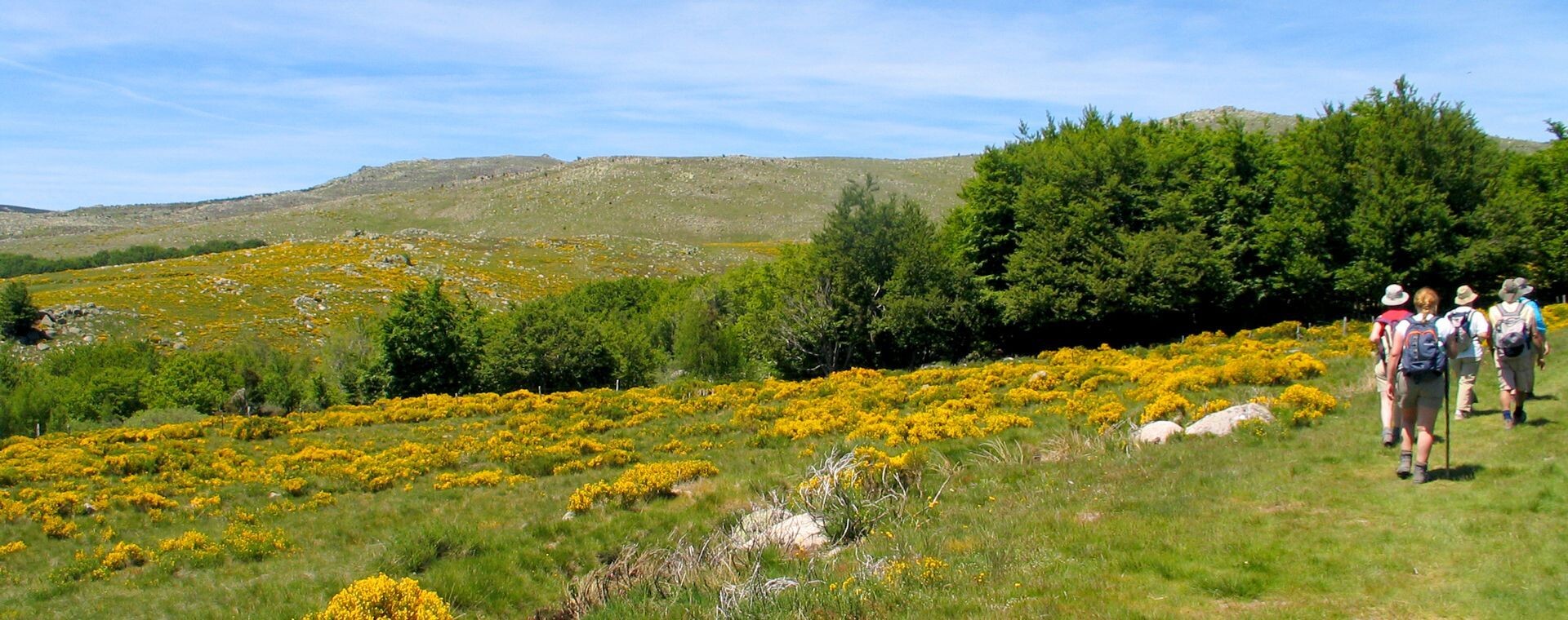 Randonneurs parmi les genêts en fleurs - Cévennes - France