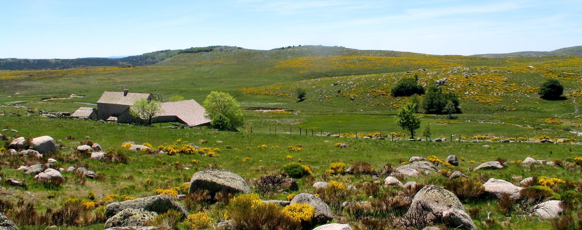 Ferme isolée et genêts en fleurs sur le plateau - Cévennes - France