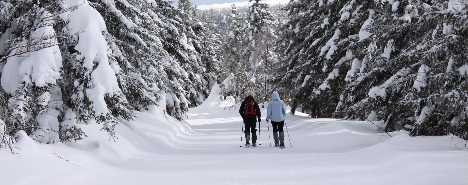 Raquettistes sur un chemin enneigé en forêt - Cévennes - France