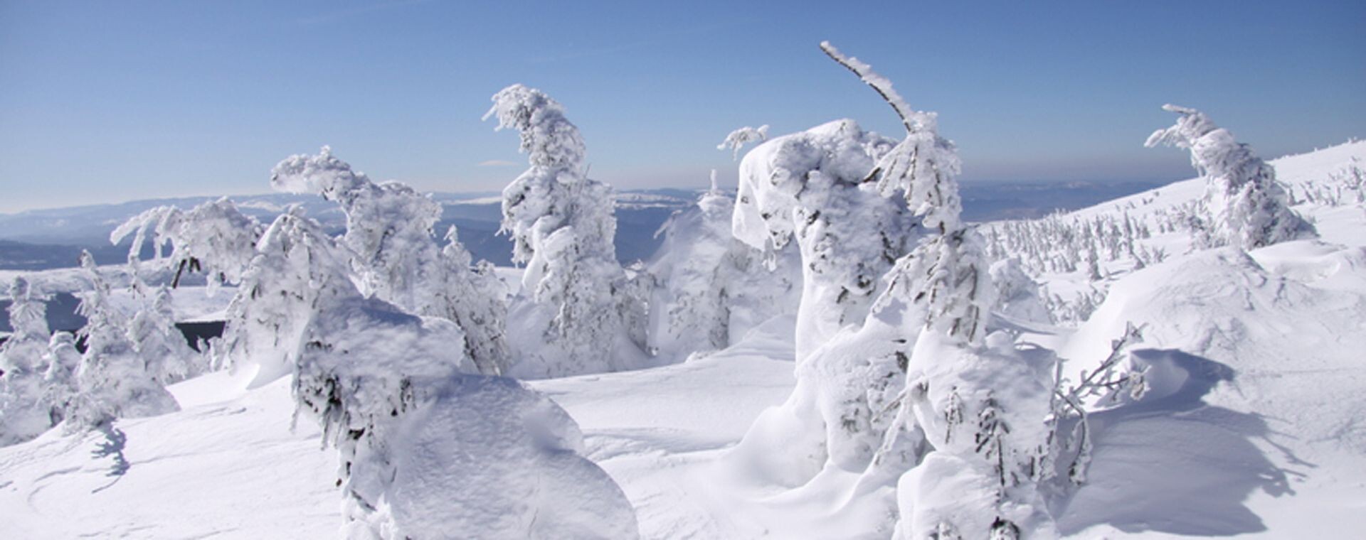 Arbres couverts de neige et givre en hiver - Cévennes - France