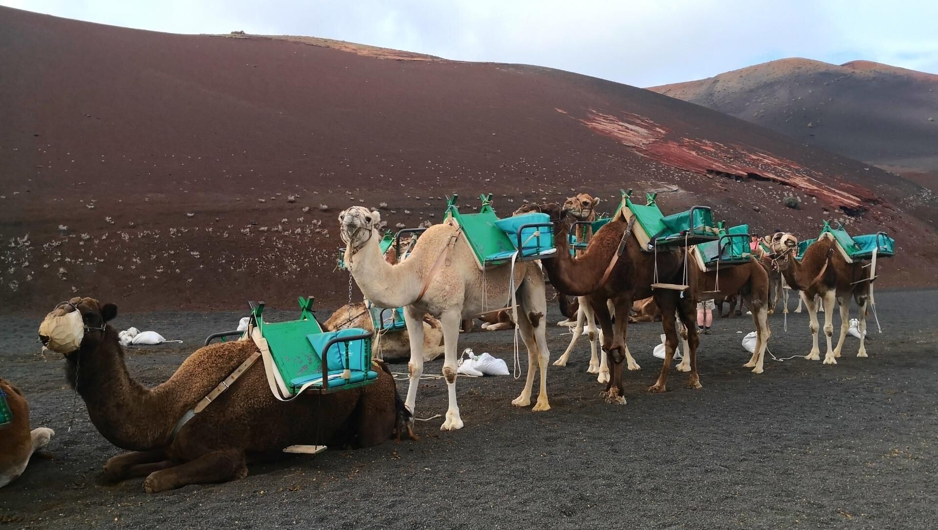 Caravane de dromadaires sur sol volcanique - Lanzarote - Canaries