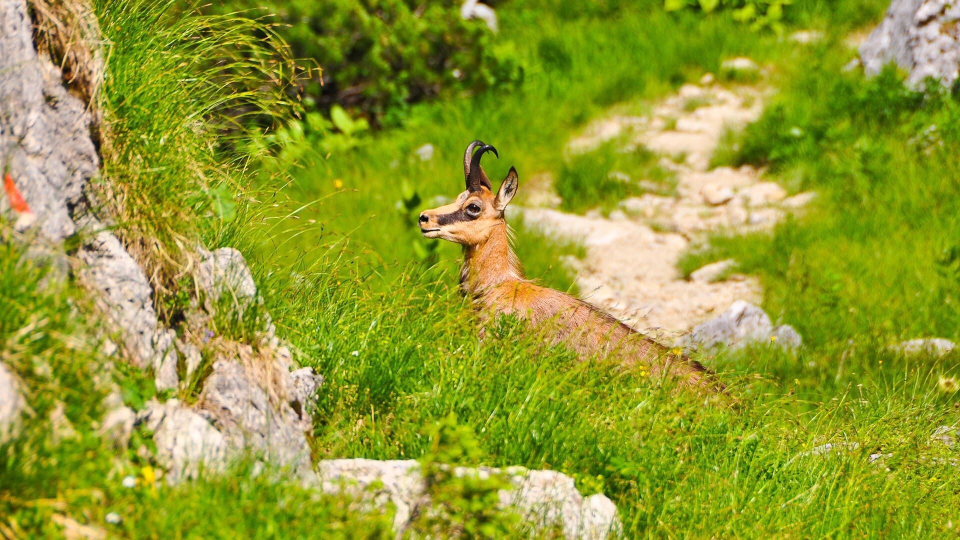 Chamois dans l'herbe au bord d'un sentier - Alpes bavaroises - Allemagne