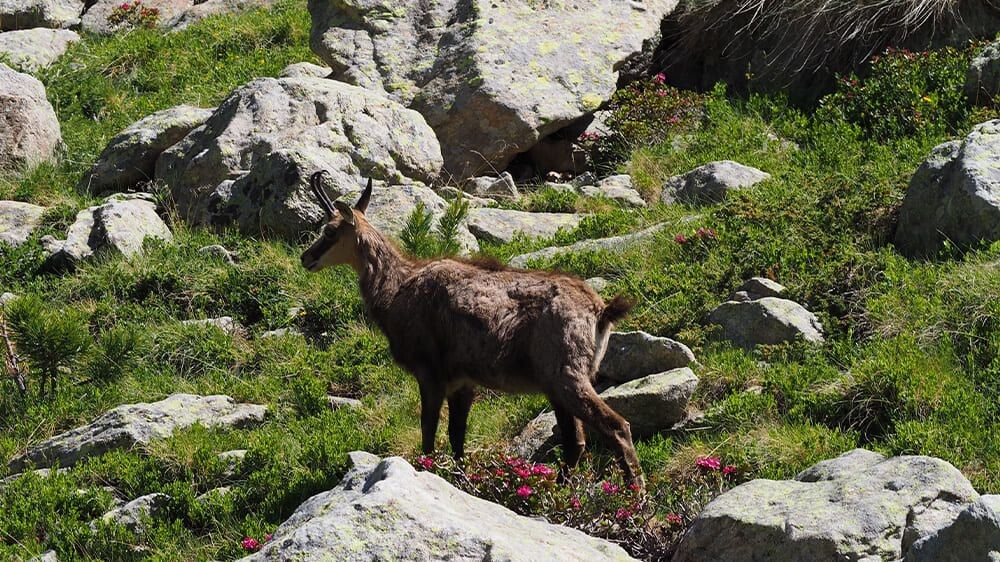Chamois parmi les rochers à la montée du Pas de l'Arpette - Alpes - France