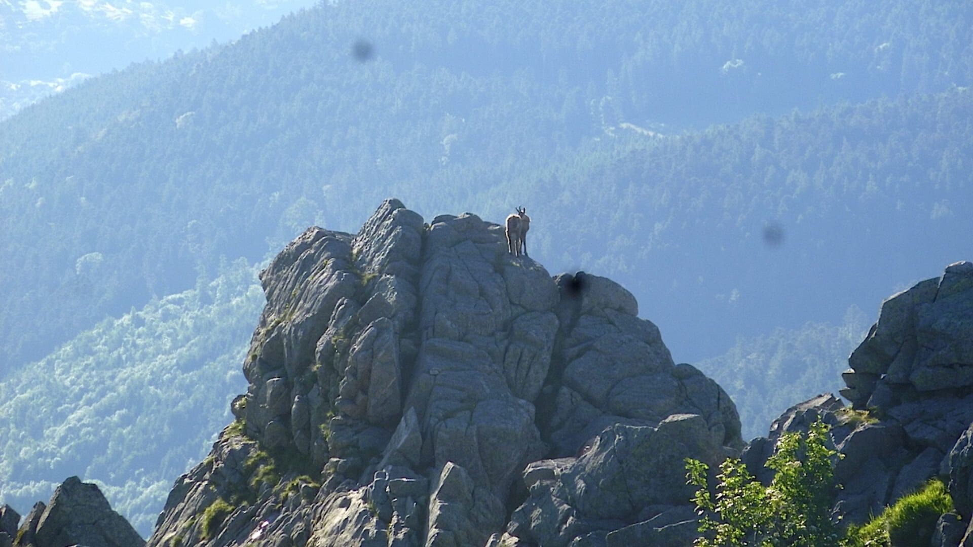 Chamois sur un rocher dans les Hautes-Vosges - Vosges - France