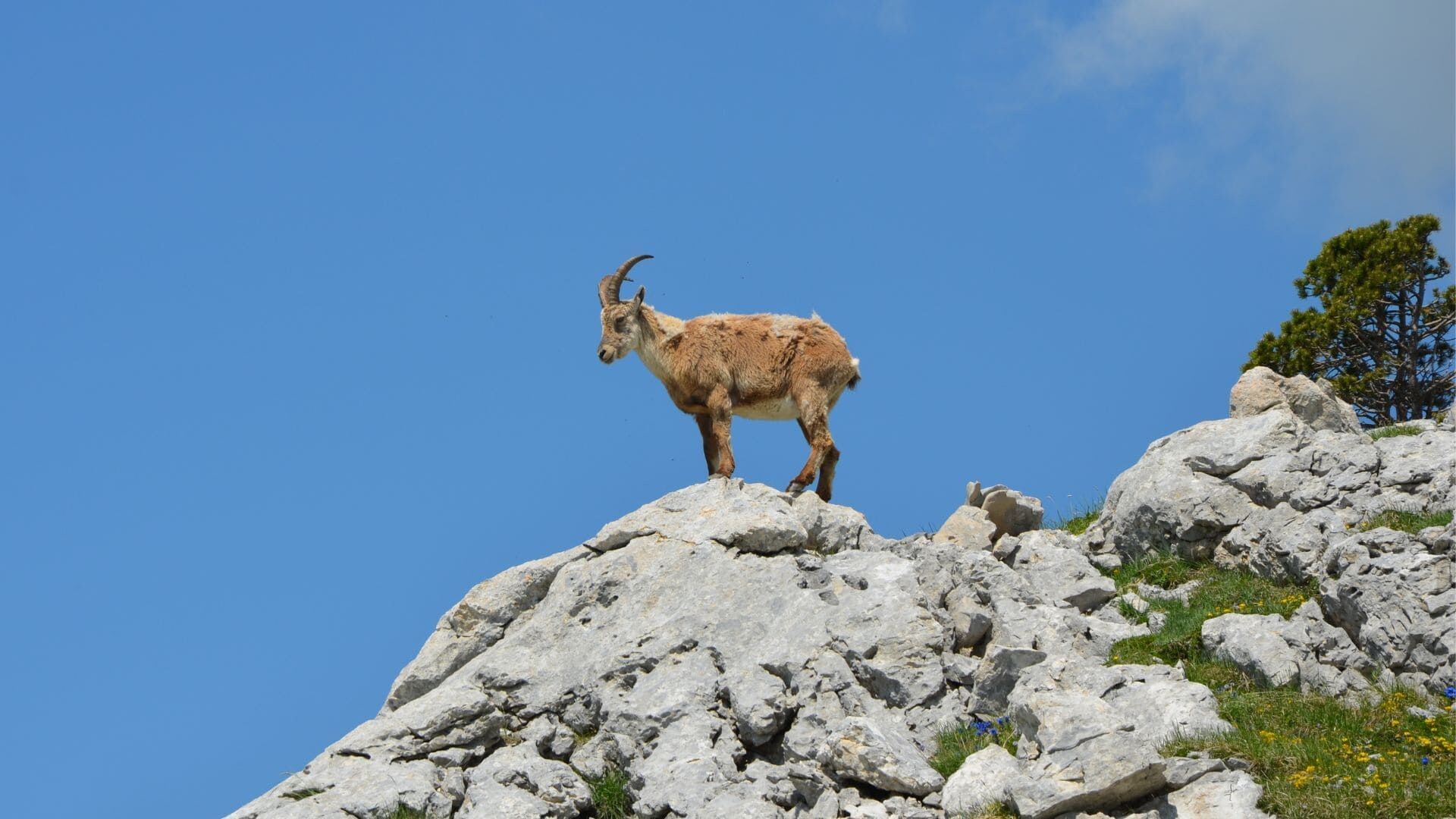 © Quentin Vanaker Chamois Des Alpes Hauts Plateaux Du Vercors France C Quentin Vanaker - Alpes