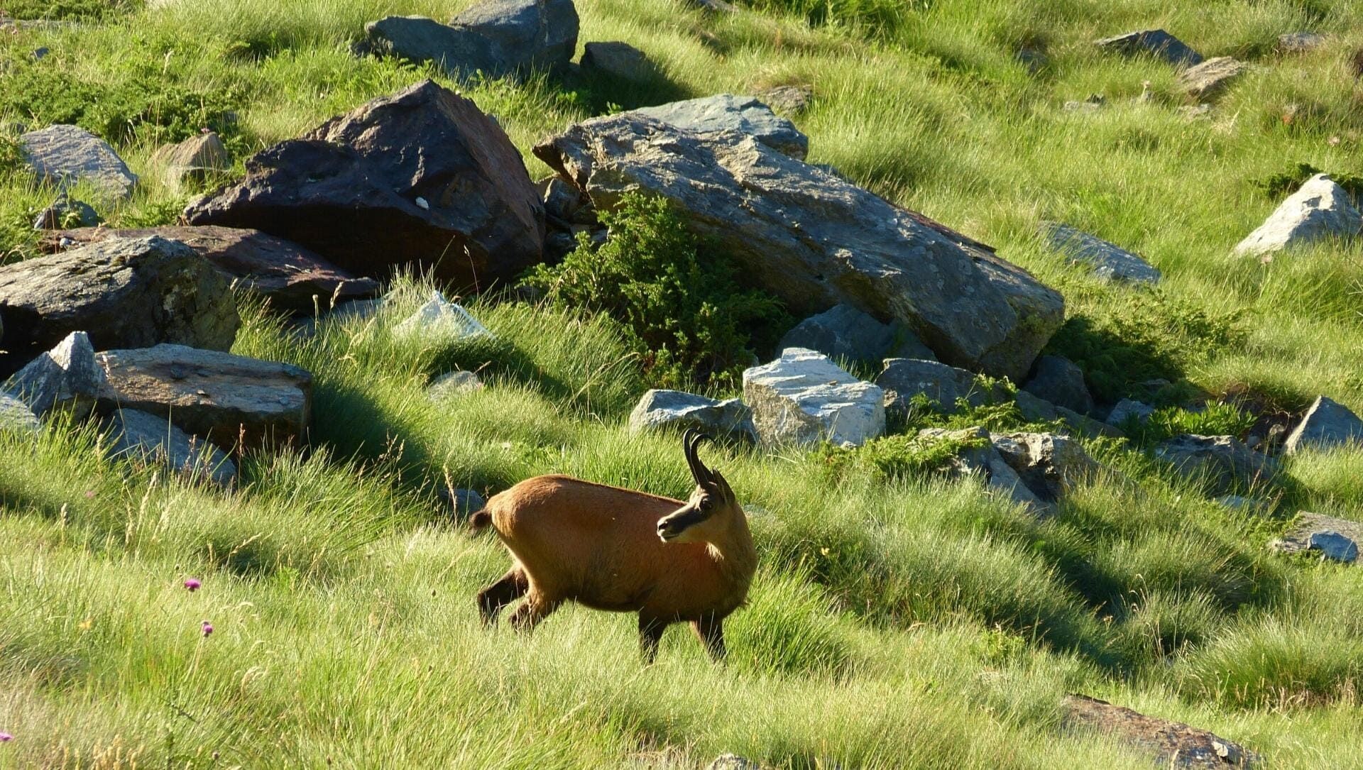 Chamois dans une prairie de montagne - Italie