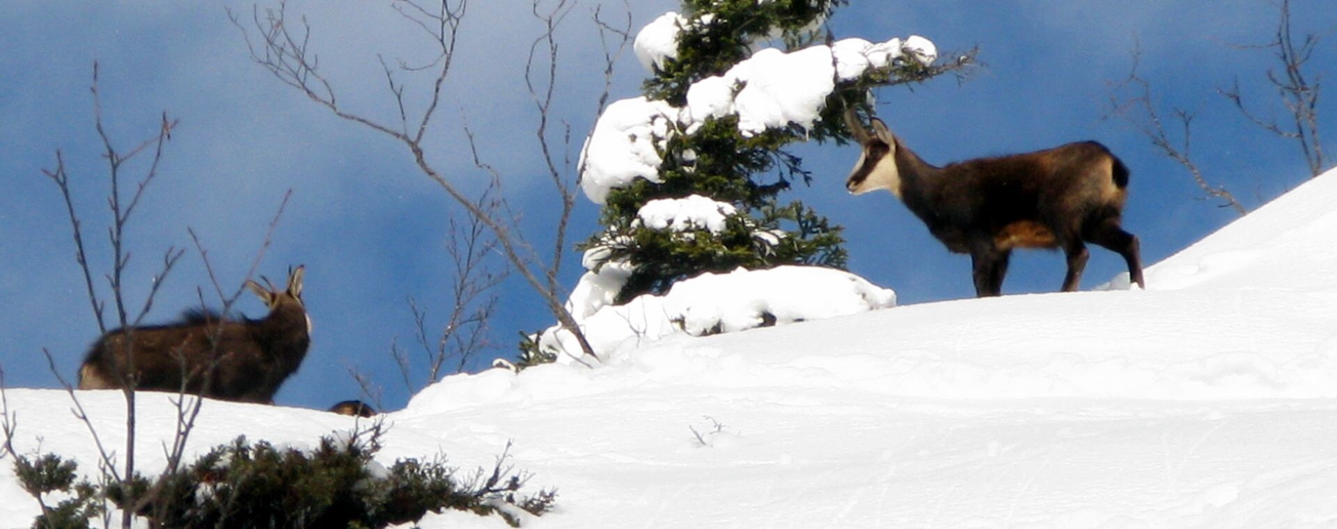 Chamois dans la neige - Vercors - France
