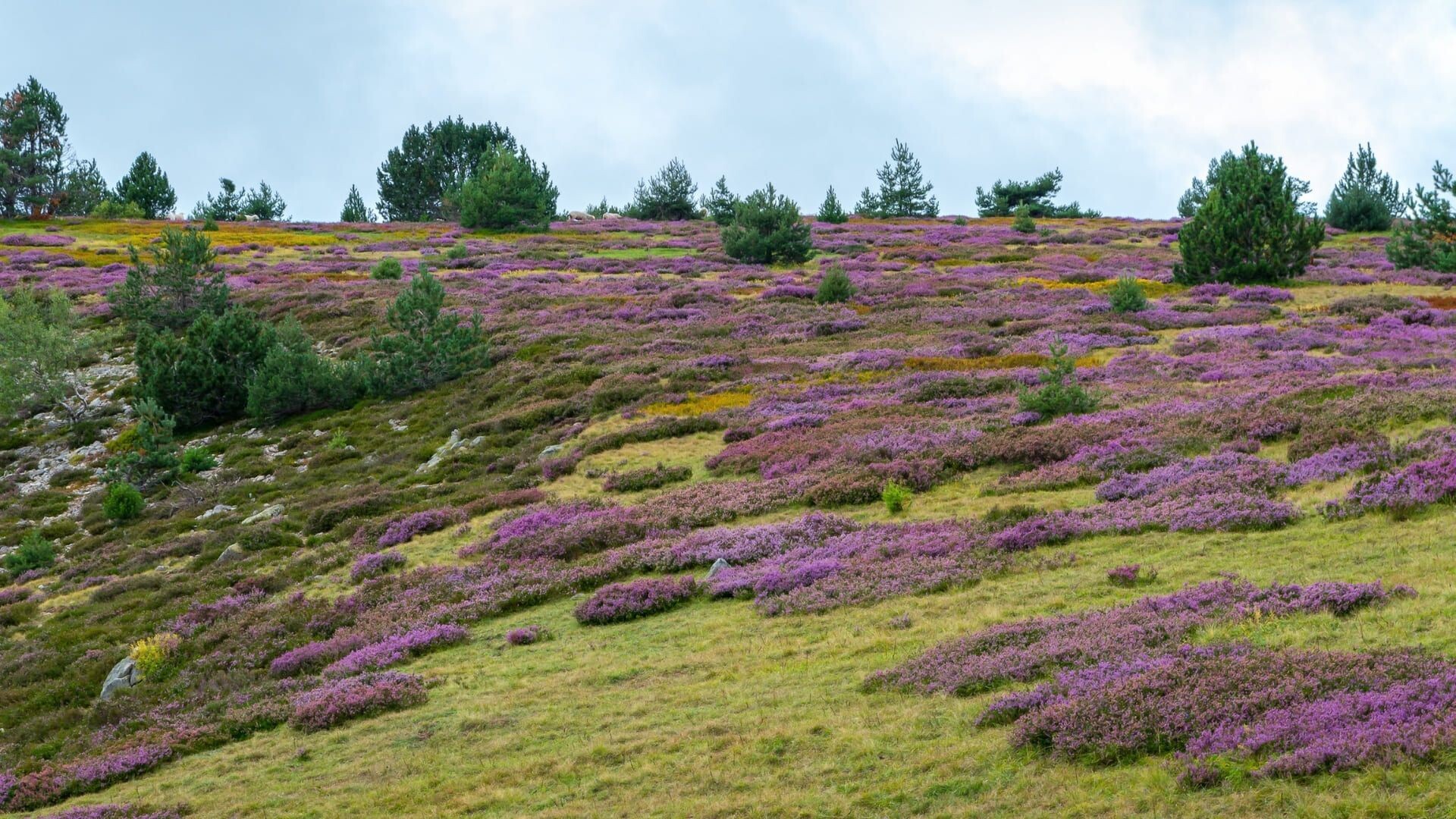 Champ de bruyères en fleurs sur le mont Lozère - Cévennes - France