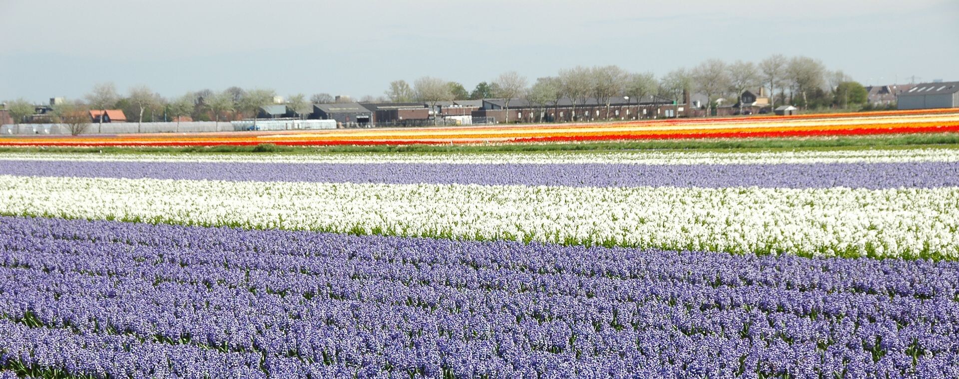 Champs de jacinthes et tulipes multicolores - Hollande - Pays-Bas