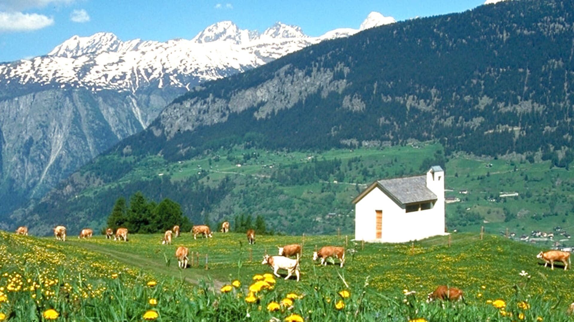 Chapelle et vaches en alpage - Valais - Suisse