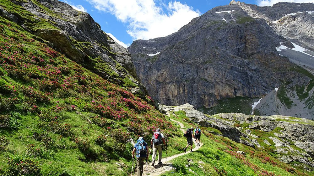 Randonneurs sur sentier fleuri de rhododendrons - Grande Traversée des Alpes - France