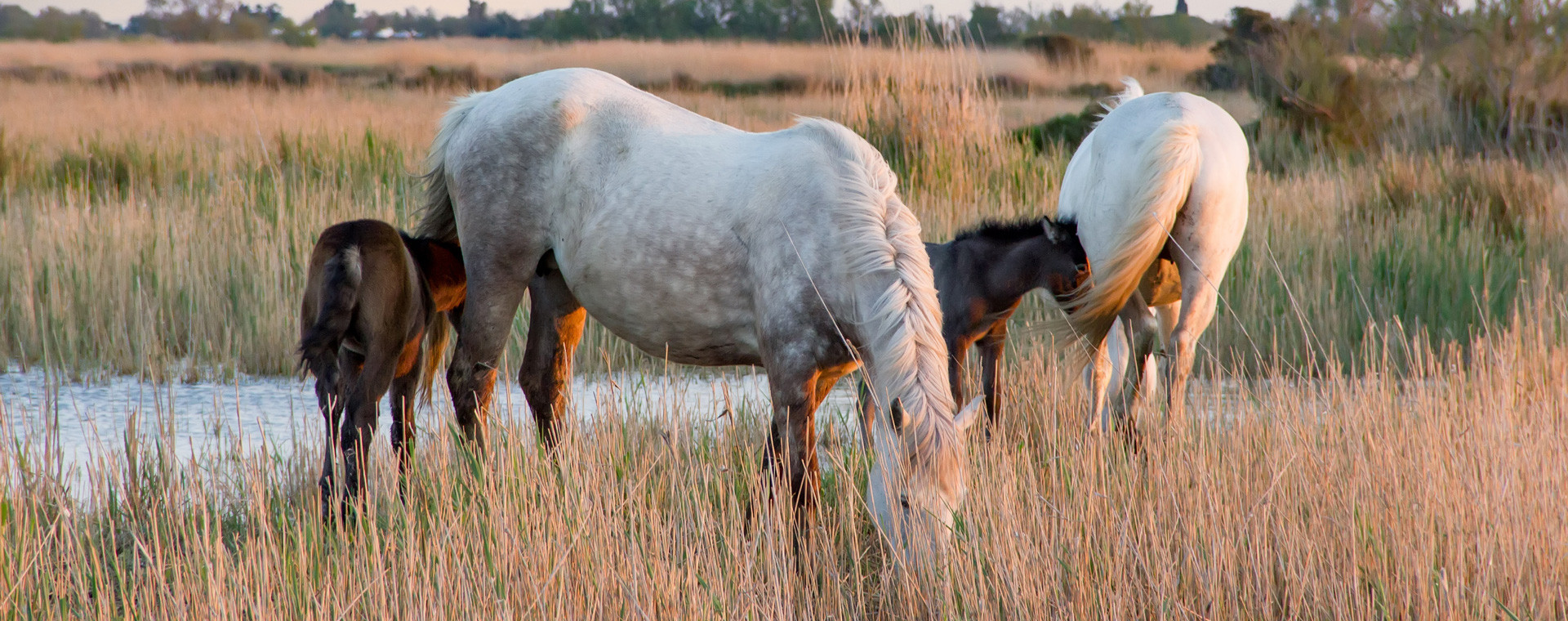 Chevaux blancs de Camargue paissant dans les marais - Camargue - France