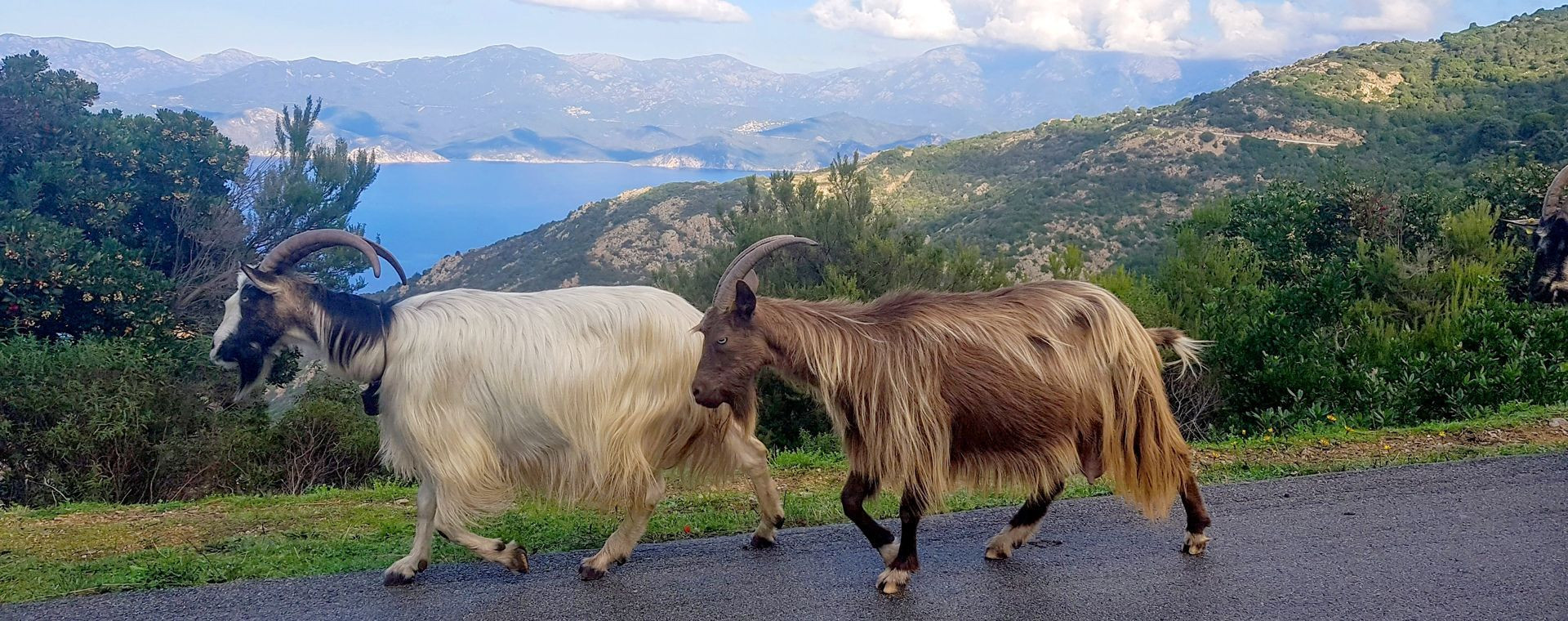 Chèvres sur une route au-dessus de la mer - Corse - France