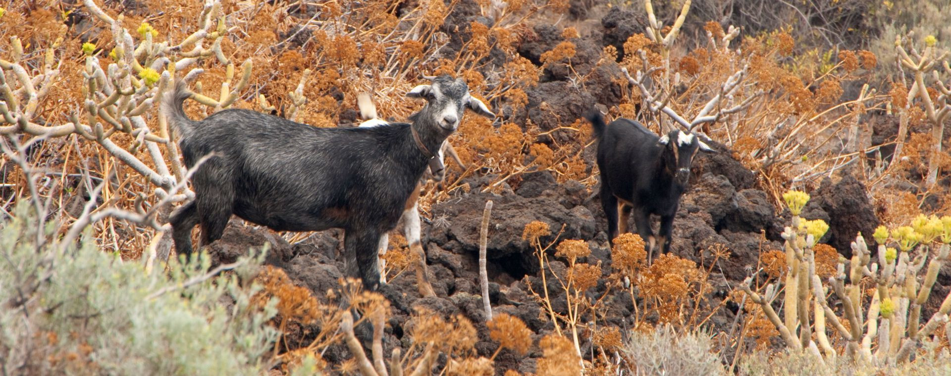 Chèvres sur un terrain volcanique - El Hierro - Canaries - Espagne