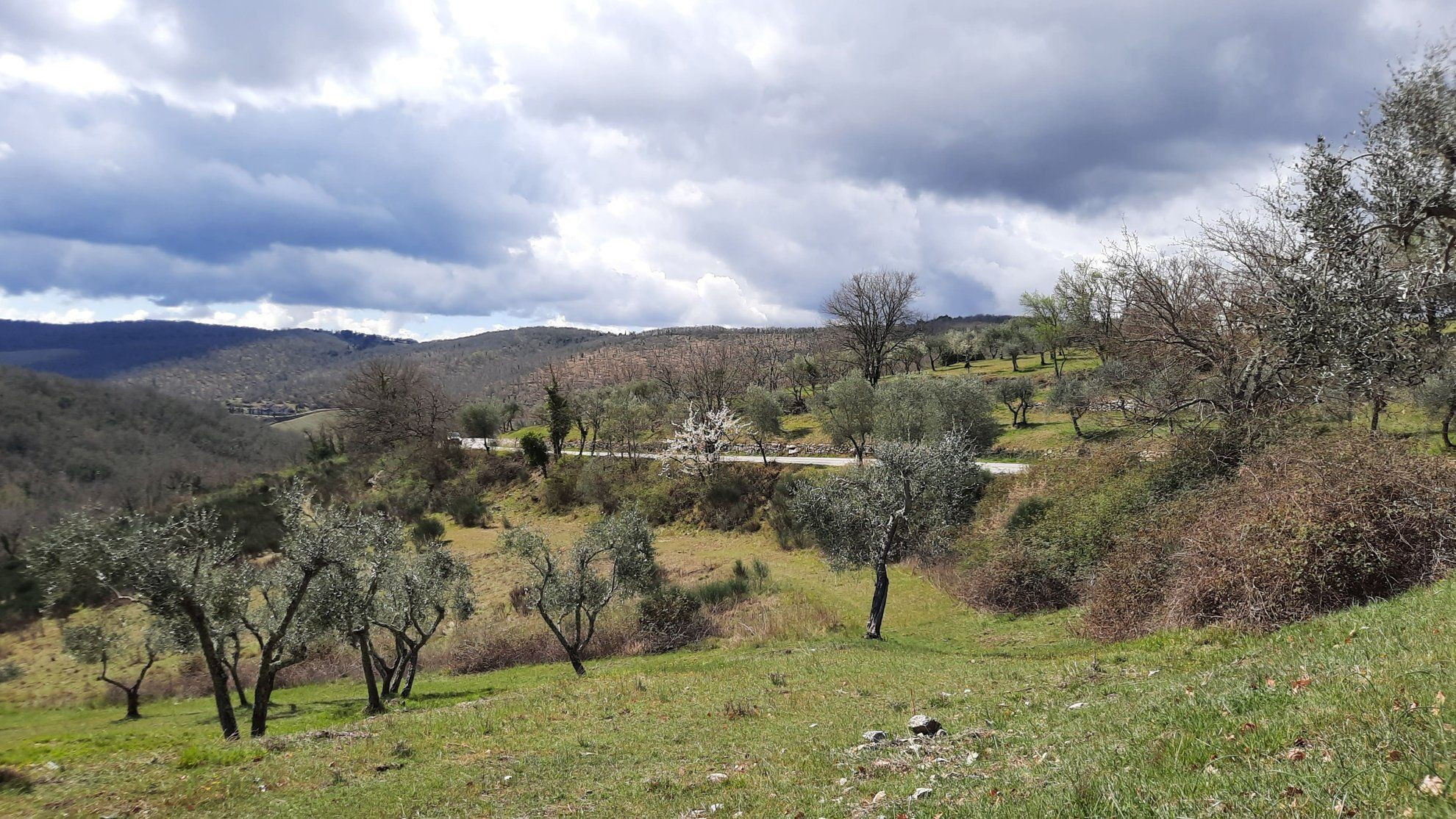 Oliveraies et collines du Chianti - Toscane - Italie