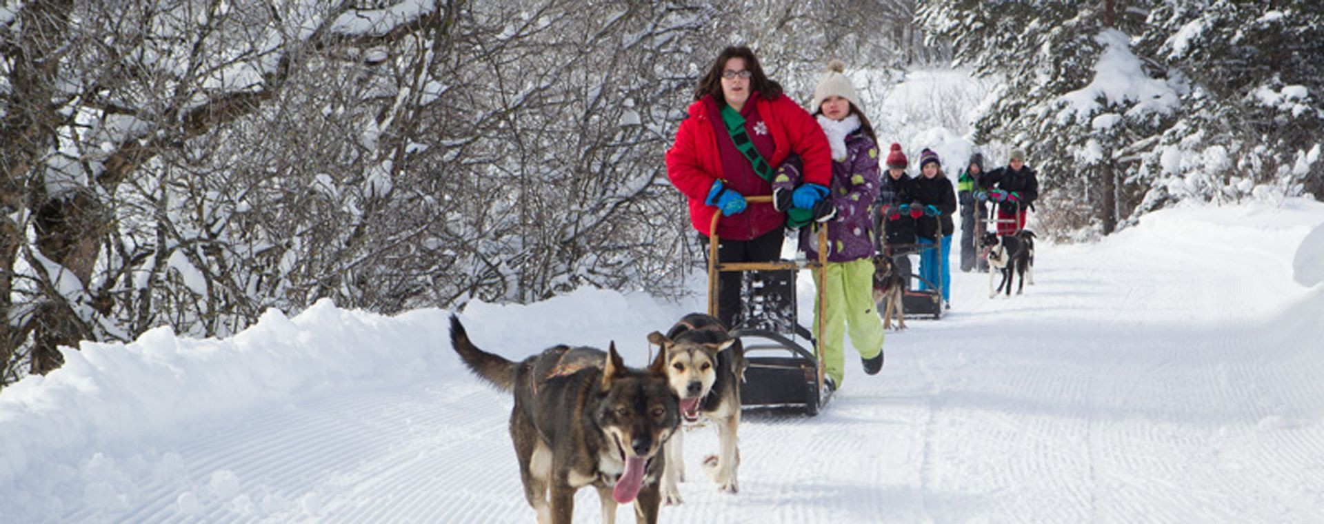 Chiens de traîneau sur la neige - Parc naturel du Vercors - France